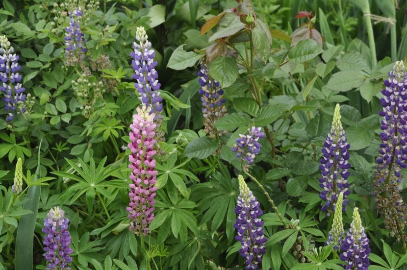 _DSC0426 - PRIMAVARA 2021_5