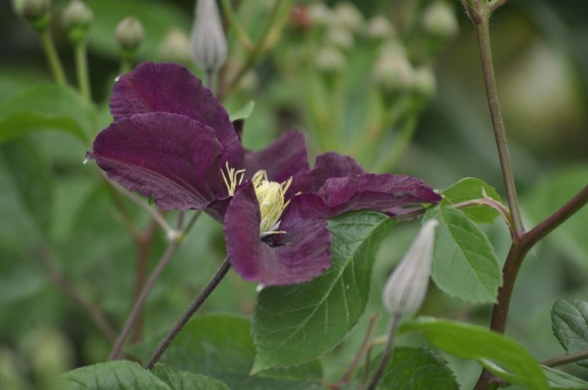 _DSC0427 - PRIMAVARA 2021_5