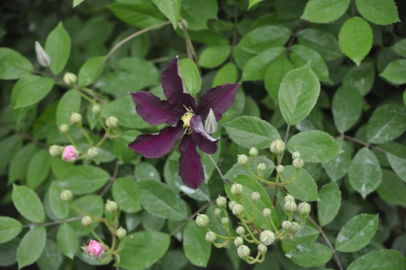 _DSC0428 - PRIMAVARA 2021_5