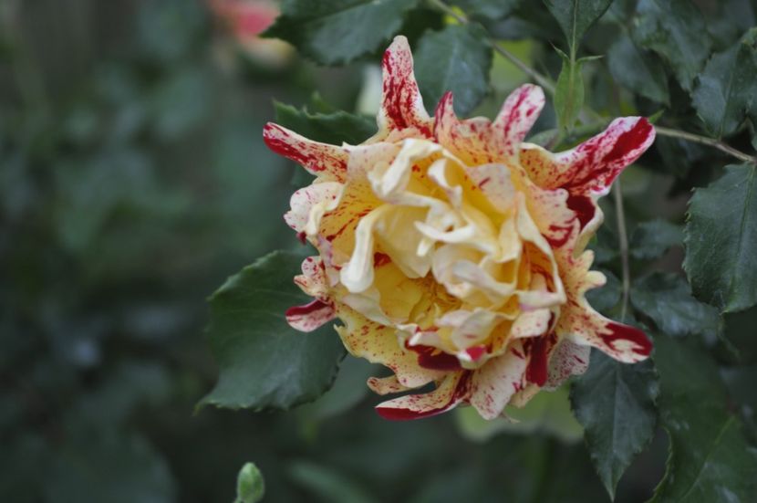 _DSC0429 - PRIMAVARA 2021_5