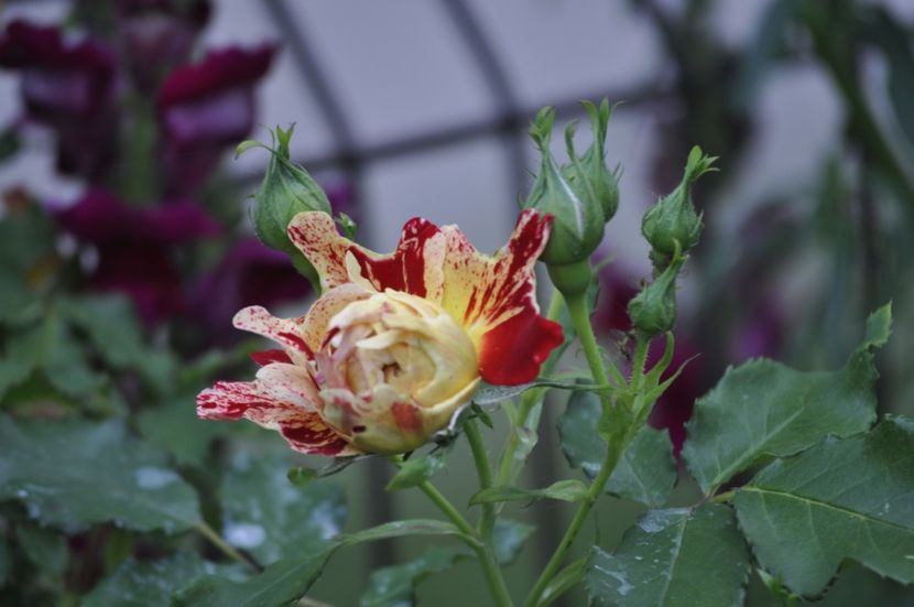 _DSC0430 - PRIMAVARA 2021_5