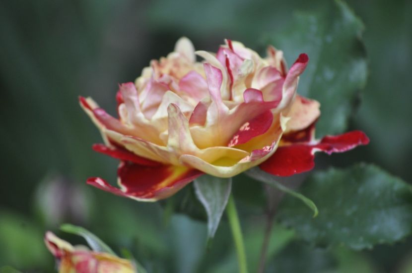 _DSC0431 - PRIMAVARA 2021_5