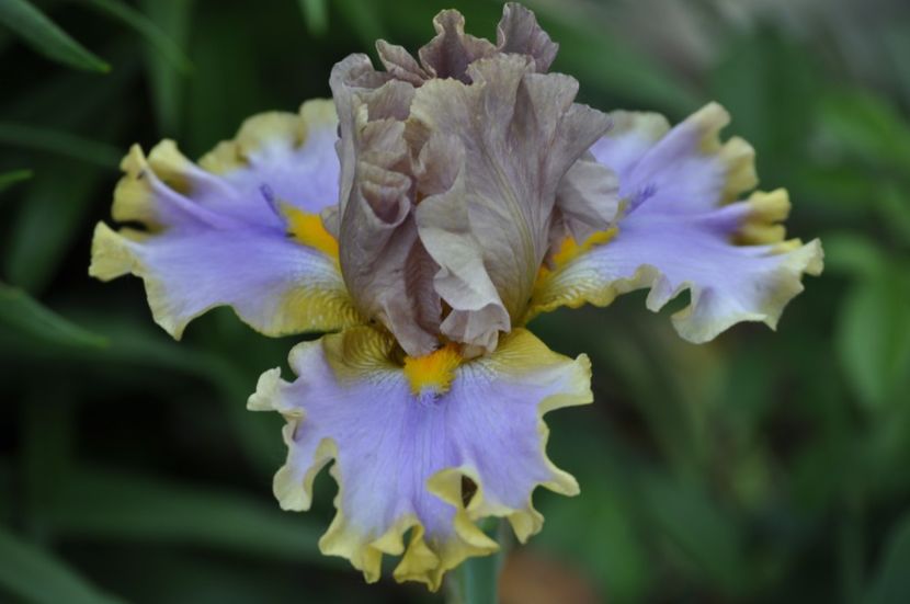 _DSC0434 - PRIMAVARA 2021_5