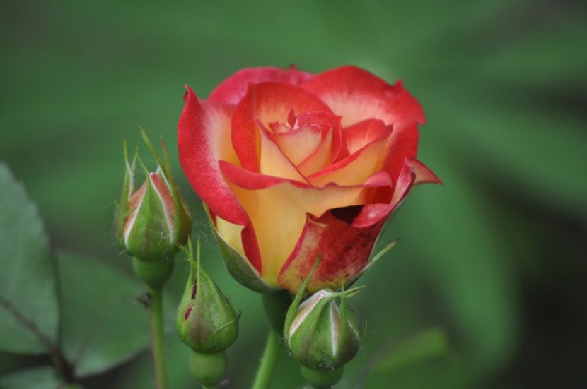 _DSC0436 - PRIMAVARA 2021_5