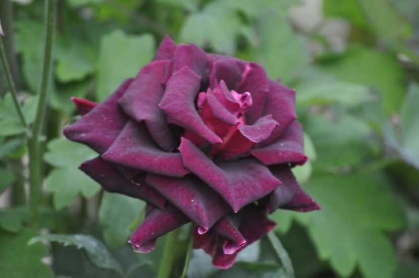 _DSC0437 - PRIMAVARA 2021_5