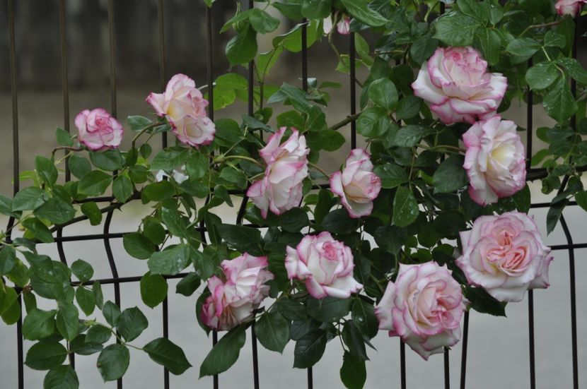 _DSC0438 - PRIMAVARA 2021_5