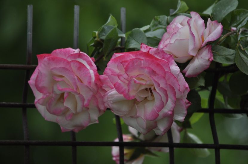 _DSC0439 - PRIMAVARA 2021_5