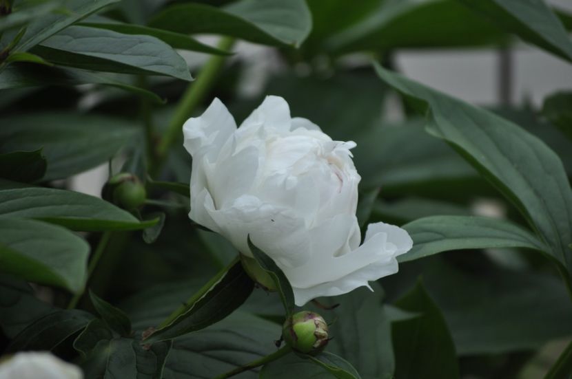 _DSC0440 - PRIMAVARA 2021_5