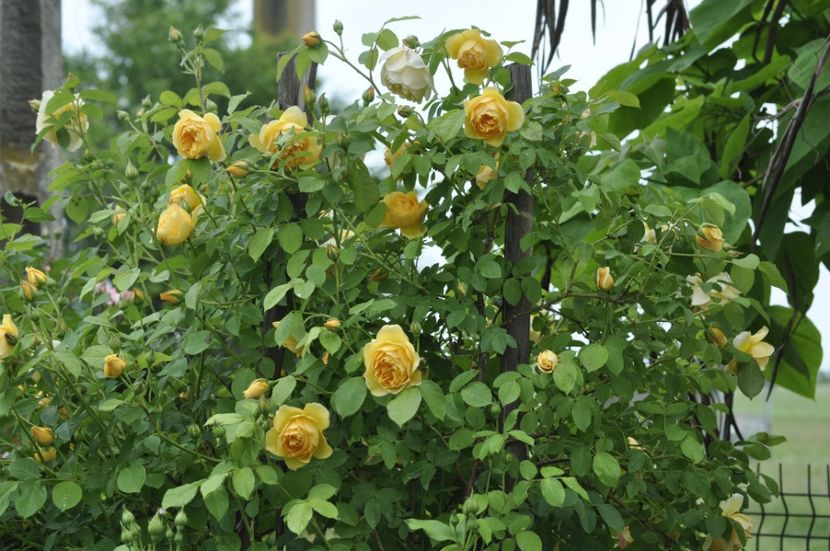 _DSC0441 - PRIMAVARA 2021_5