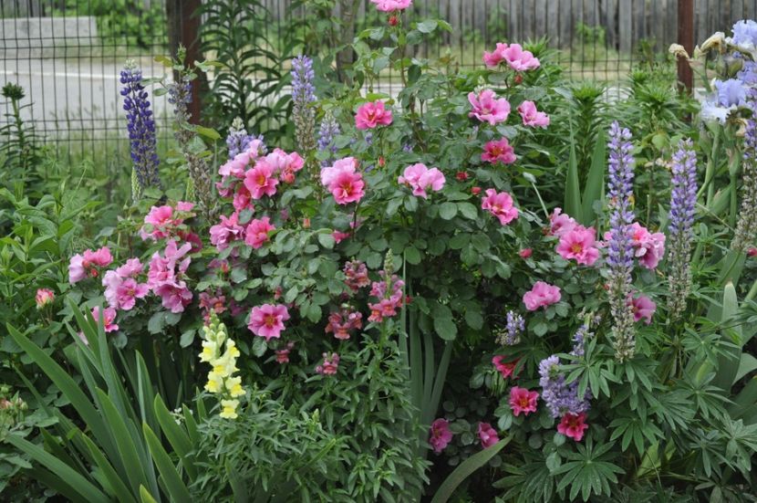 _DSC0442 - PRIMAVARA 2021_5