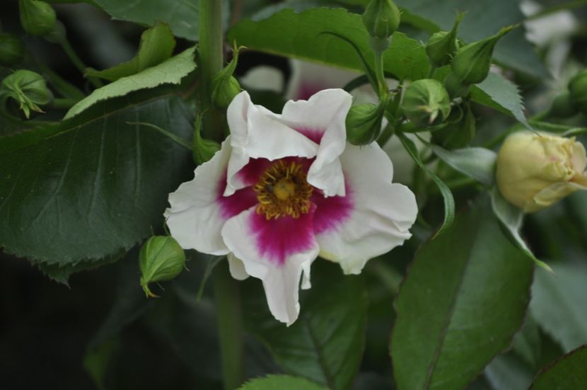 _DSC0443 - PRIMAVARA 2021_5