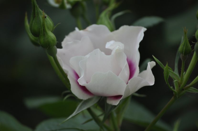 _DSC0446 - PRIMAVARA 2021_5