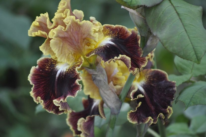 _DSC0447 - PRIMAVARA 2021_5