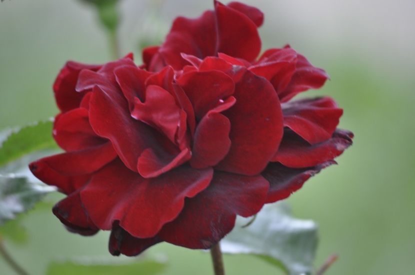 _DSC0451 - PRIMAVARA 2021_5