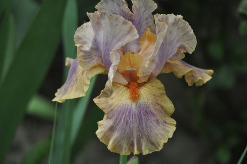 _DSC0454 - PRIMAVARA 2021_5