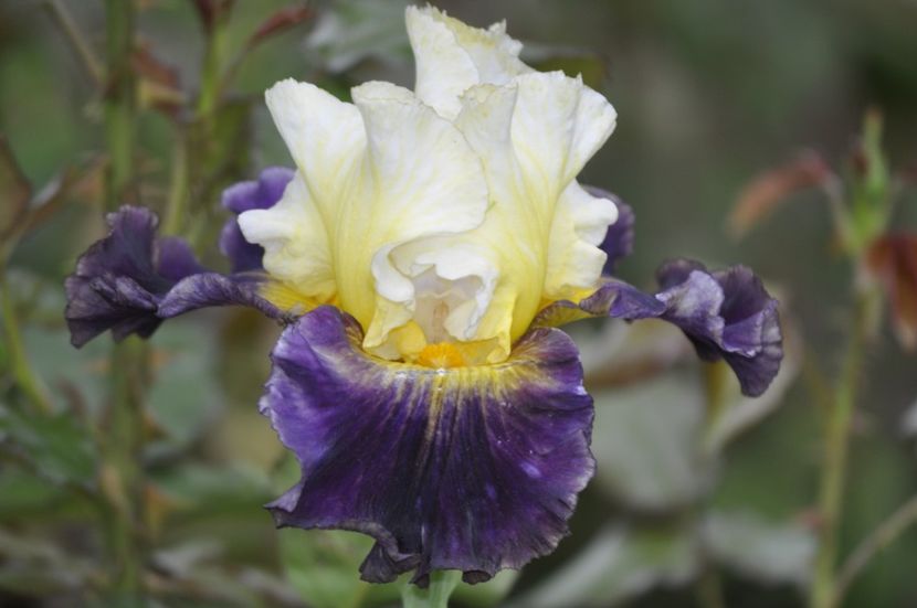 _DSC0457 - PRIMAVARA 2021_5