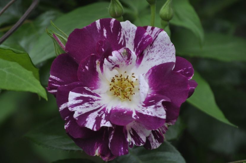 _DSC0460 - PRIMAVARA 2021_5