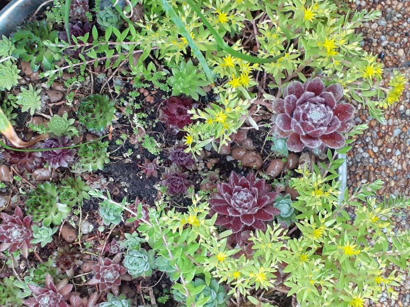  - Sedum