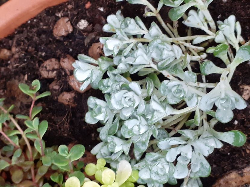  - Sedum