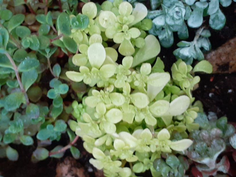  - Sedum
