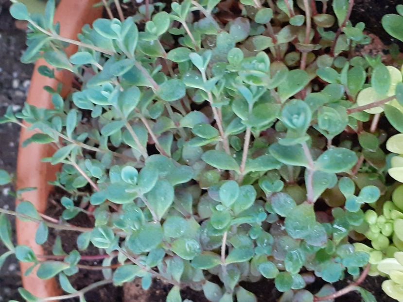  - Sedum