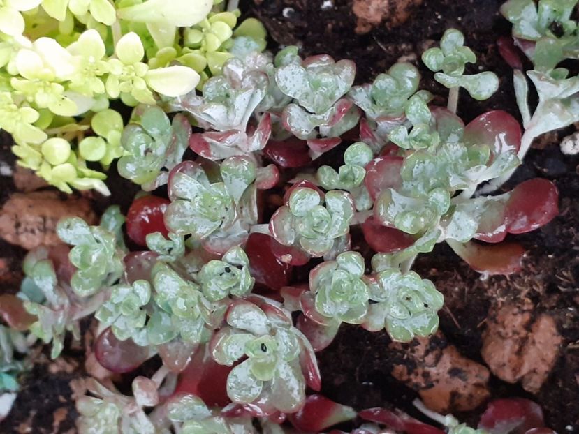  - Sedum