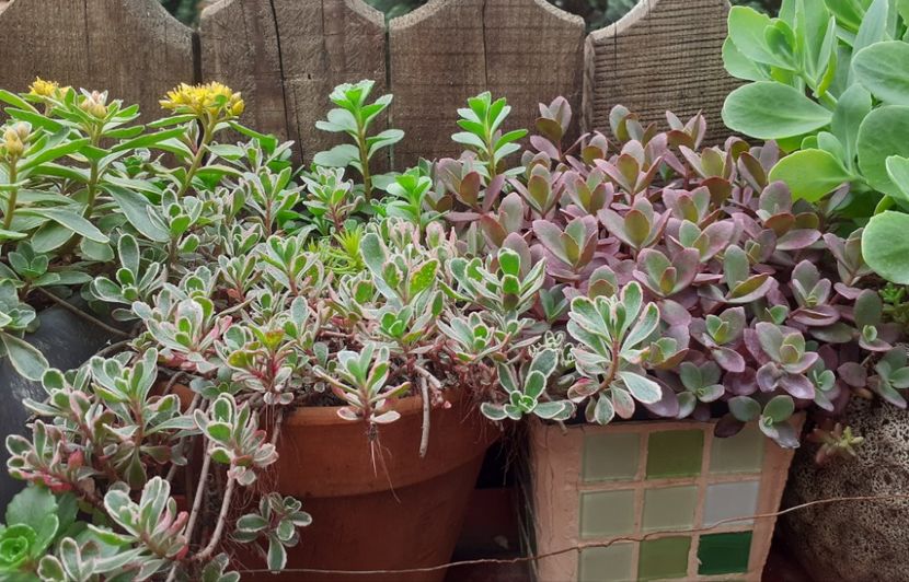  - Sedum