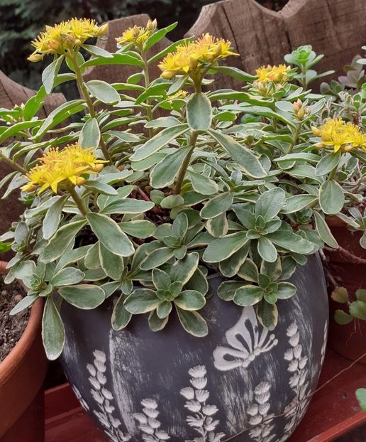  - Sedum
