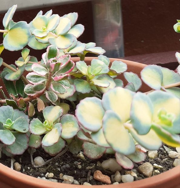  - Sedum