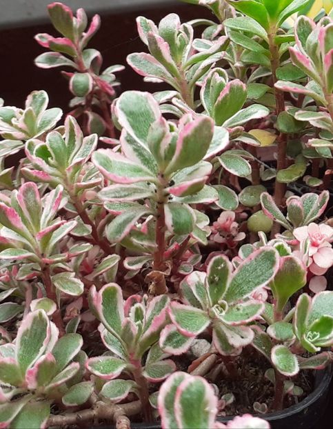  - Sedum