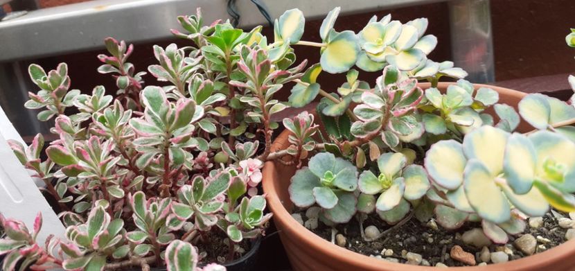  - Sedum