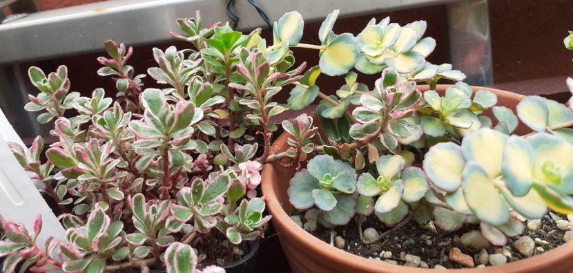 - Sedum