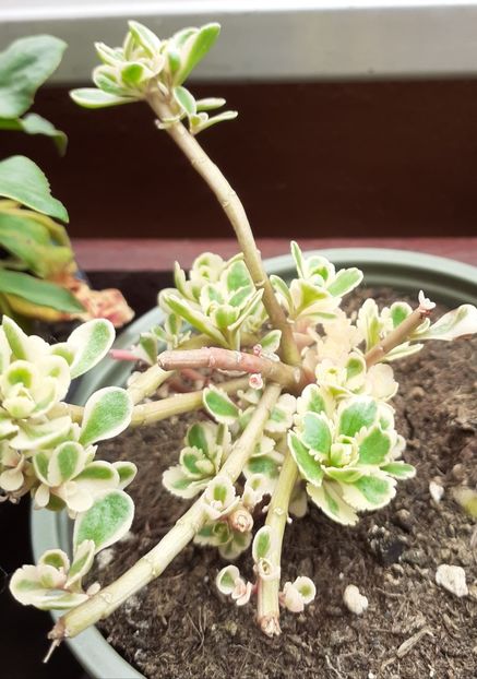  - Sedum