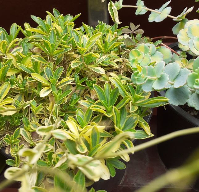  - Sedum