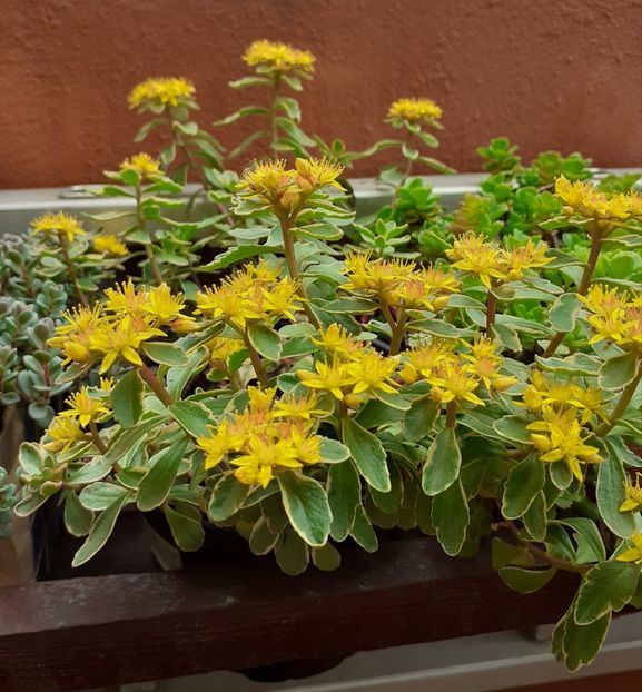  - Sedum