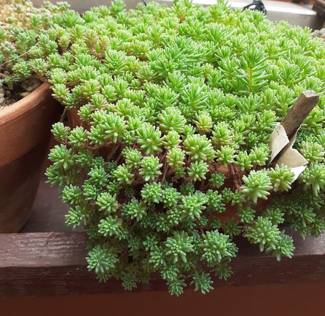  - Sedum