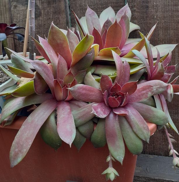  - Sedum