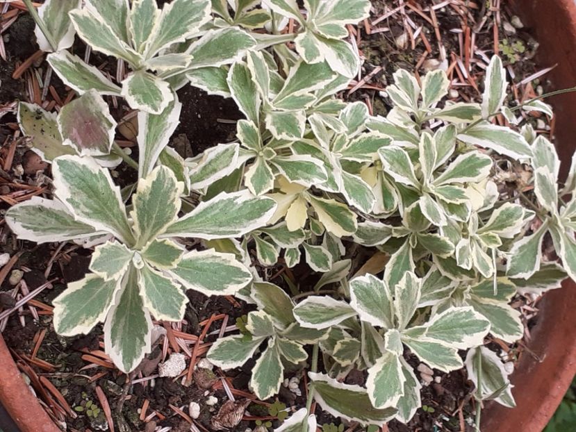  - Sedum