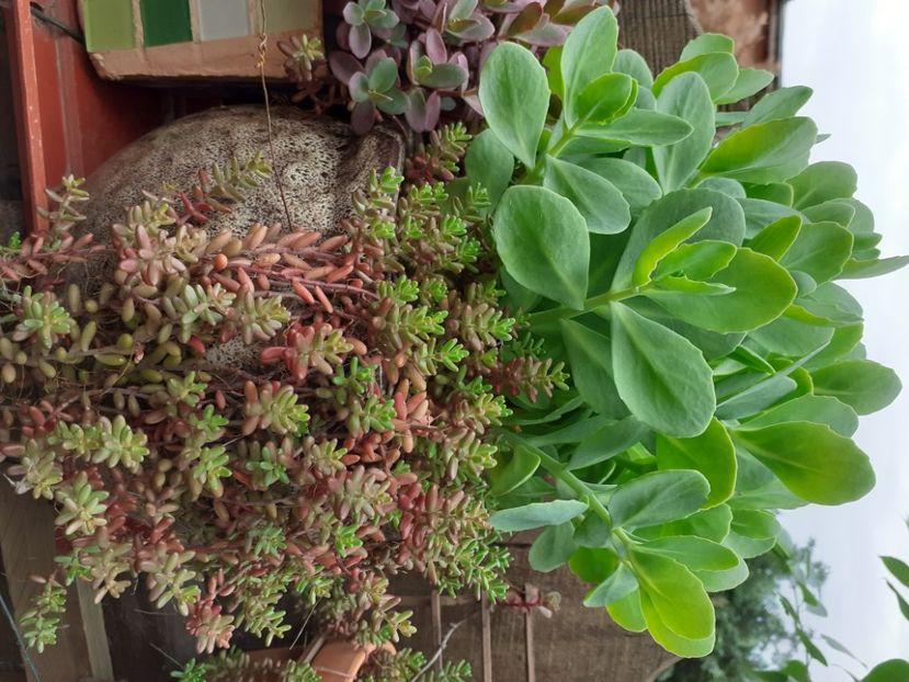  - Sedum