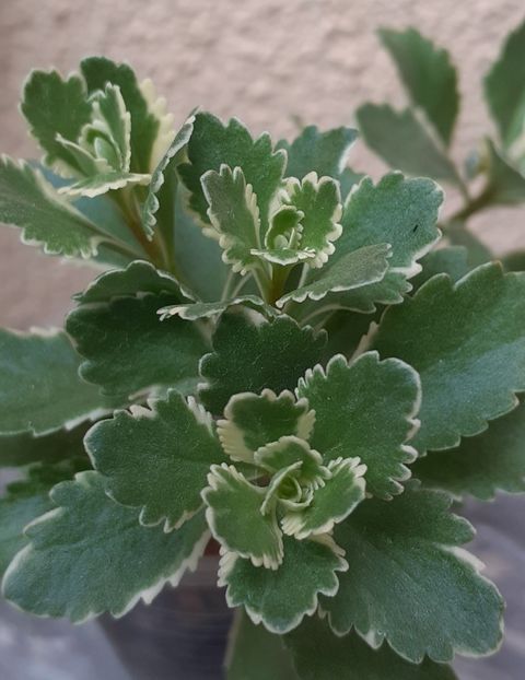  - Sedum