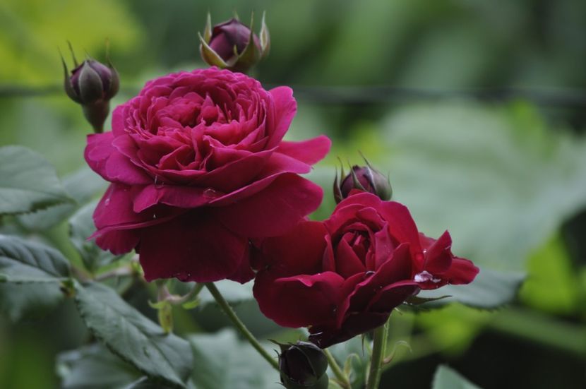 Multumesc floralia - PRIMAVARA 2021_5