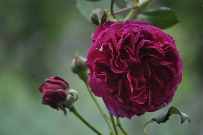 _DSC0003 - PRIMAVARA 2021_5