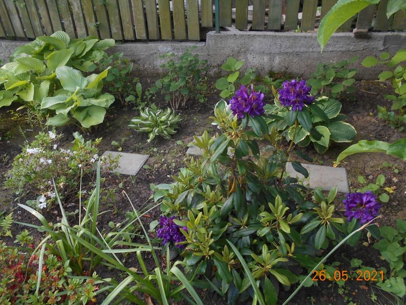  - 02 Azalee-rhododendroni-heleborusi-hortensii-hoste 2021