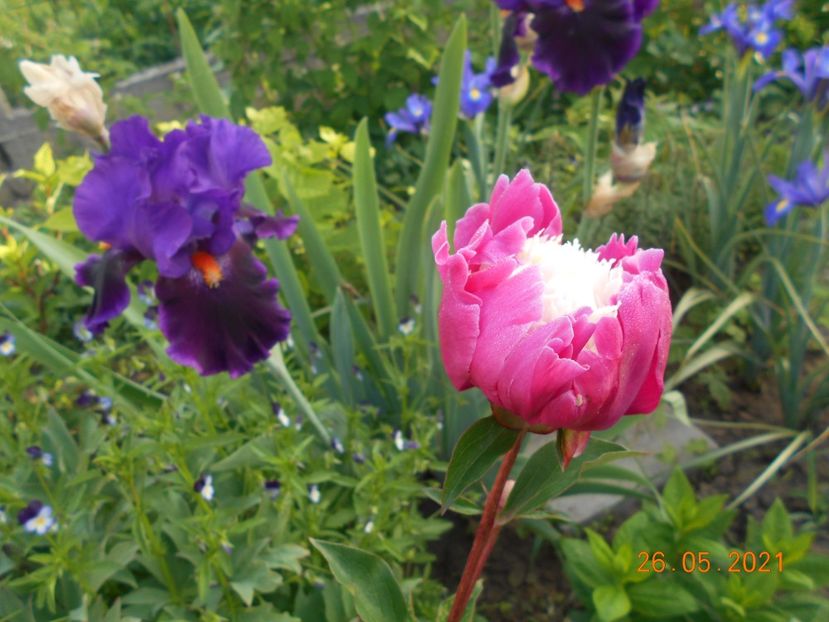 bujor Daydream - 02 Primavara 2021