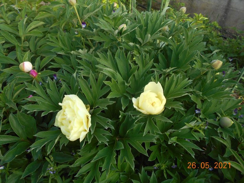 bujor Bartzela - 02 Primavara 2021