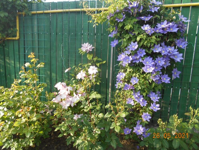  - 02 Clematite 2021