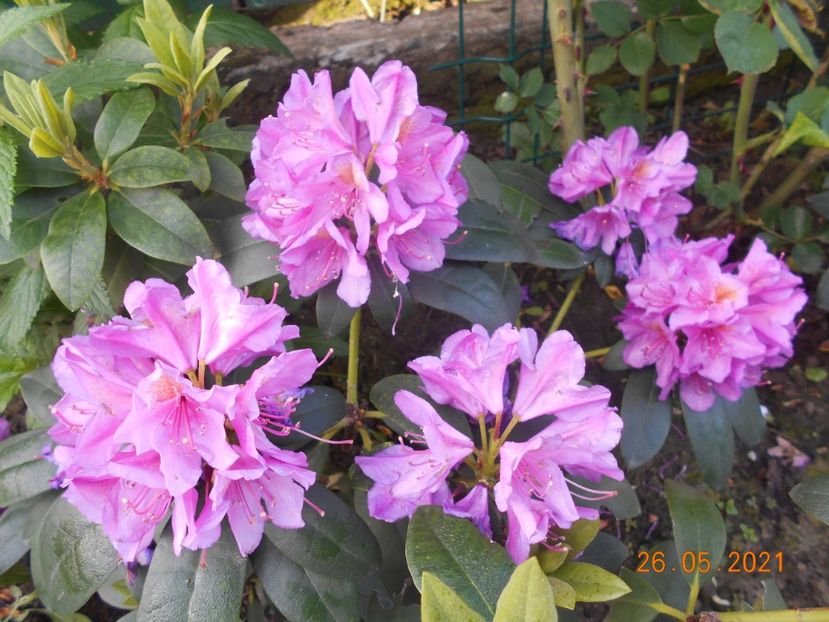  - 02 Azalee-rhododendroni-heleborusi-hortensii-hoste 2021