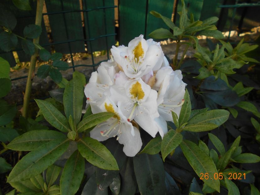  - 02 Azalee-rhododendroni-heleborusi-hortensii-hoste 2021