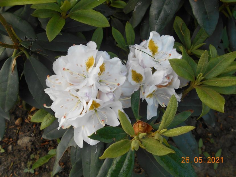  - 02 Azalee-rhododendroni-heleborusi-hortensii-hoste 2021