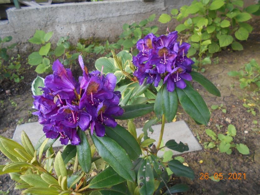  - 02 Azalee-rhododendroni-heleborusi-hortensii-hoste 2021